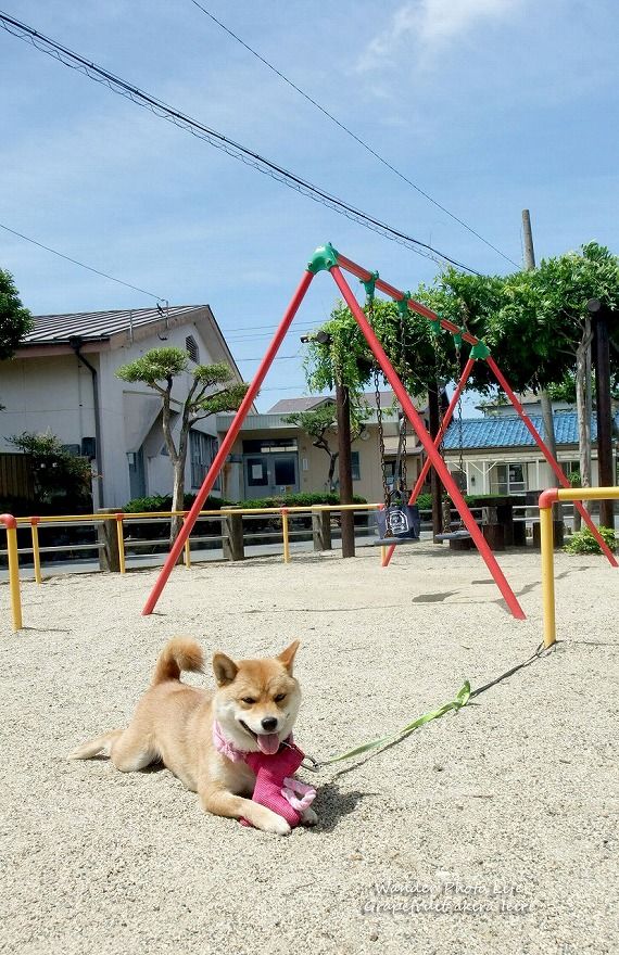 ご家族の辛さを考えると胸が詰まる思い Dog Photography And Essay 楽天ブログ