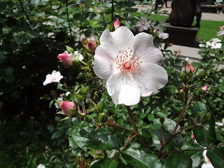 DSC01113.jpg