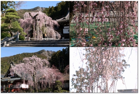 身延山桜.jpg