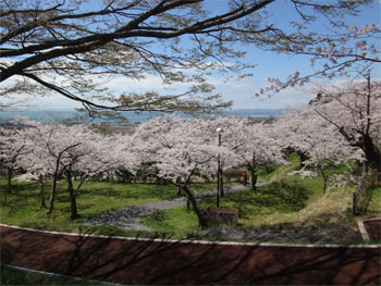 桜13.jpg