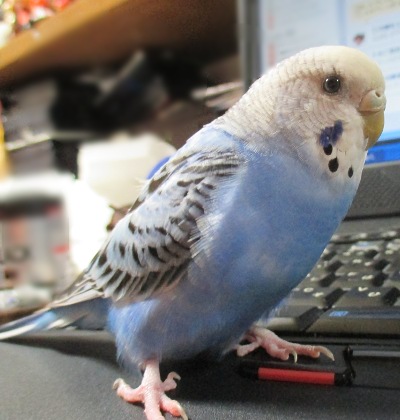 ひーちゃん