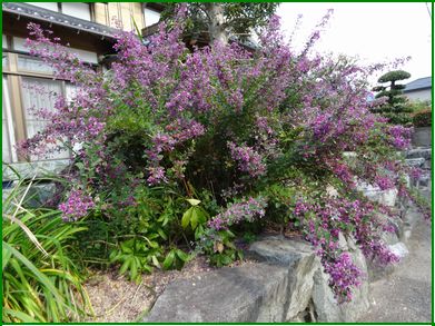 萩の花