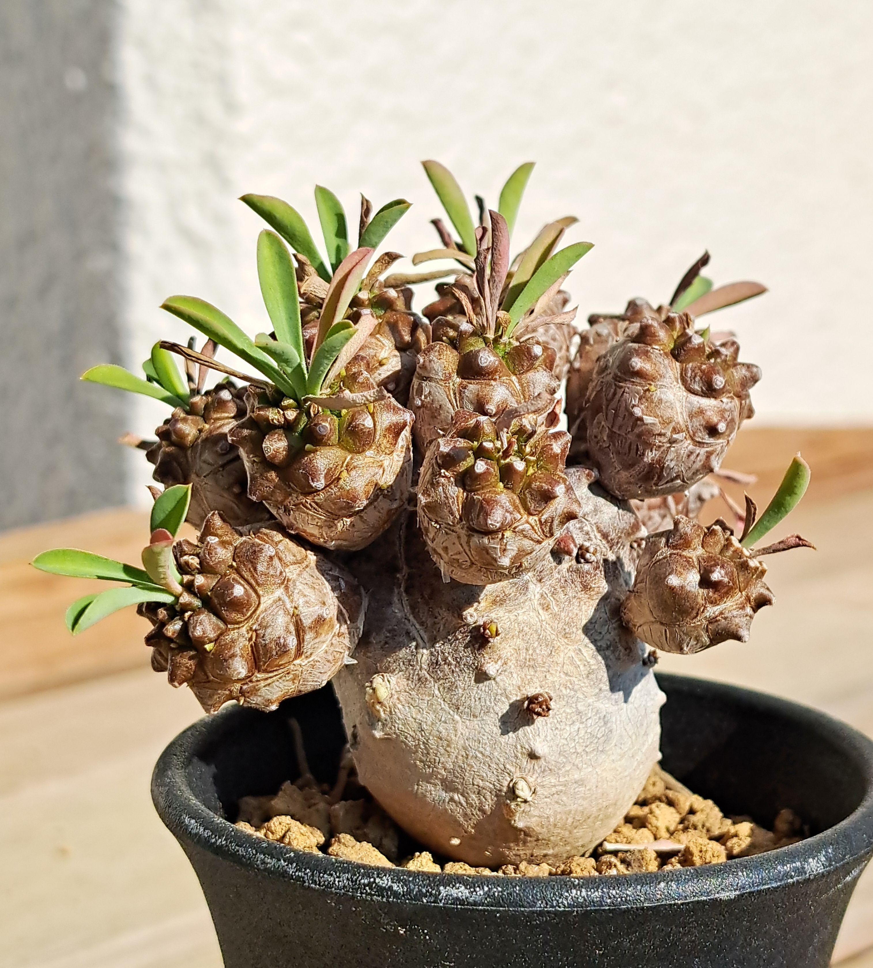 オベサ、ホリダ、峨眉山 | デルオの多肉日記 - 楽天ブログ