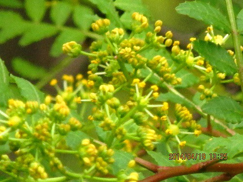 サンショウ（山椒）の花