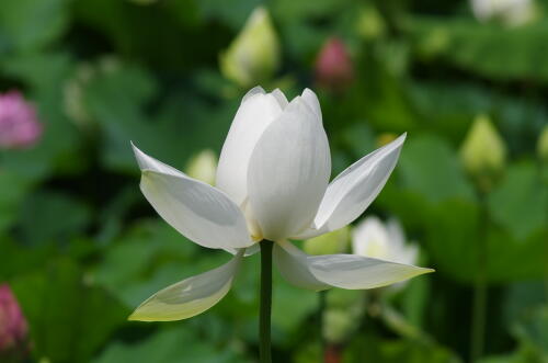 昭和記念公園のハスの花