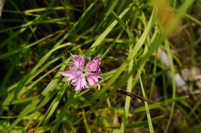 9_13sf07836 - コピー.jpg