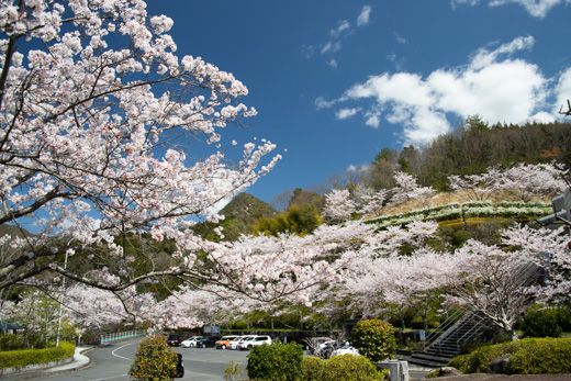 弥栄ダム周辺の桜を見に行く。 | くり坊のひとりごと（blog版） - 楽天ブログ