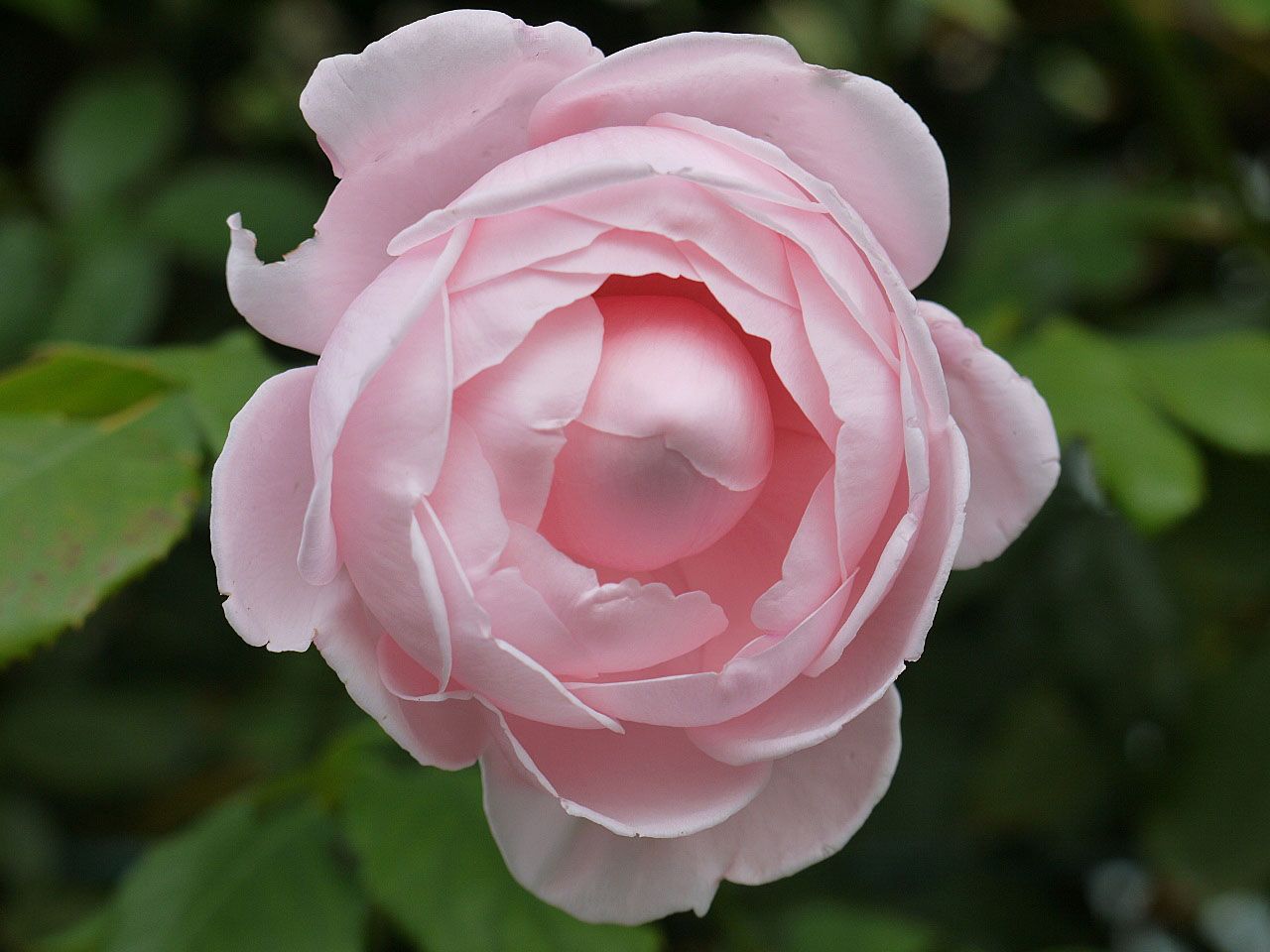 初めての野菜の発芽 バラの実生苗の蕾 つるバラの蕾 バラの美と香りを求めて 楽天ブログ