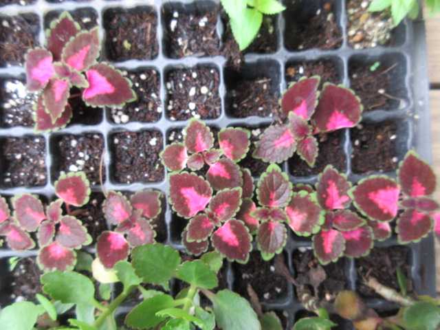 グロキシニア ロードヒポキシス 楽天ブログ