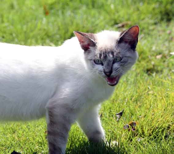 我が家のニャンコ♪2013/9/27-3