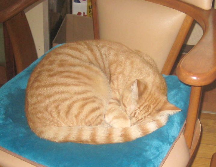 猫の寝姿2