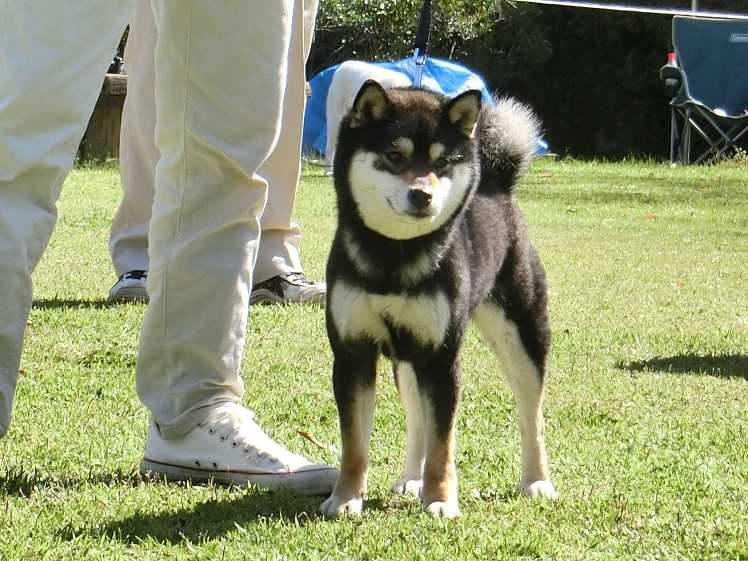 阿美代子、【白蓮華（その五）】、希少な画集より、新品高級額装付、状態良好 阿美代子、【白蓮華（その五）】、希少な画集より、新品高級額装