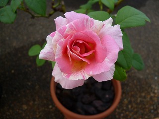 P1090101ss.jpg