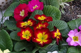 プリムラ (2).JPG