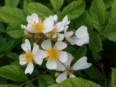 20160530_125627 (400x299).jpg