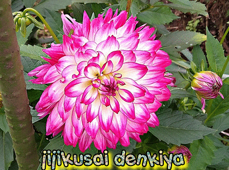 隣の菜園のダリア | じじくさい電気屋のブログ - 楽天ブログ