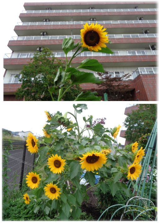 倒れないひまわり 倒れても折れないお花 強風で鉢がカラカラ 小さな花宇宙 そして それから 老いふたりの小宇宙 楽天ブログ