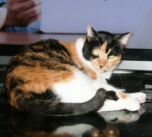 20150421ﾆﾝﾆﾝ02.jpg