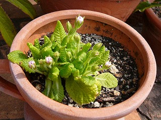 P1270461ss.jpg