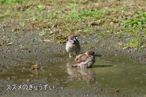 浜離宮恩賜庭園にて