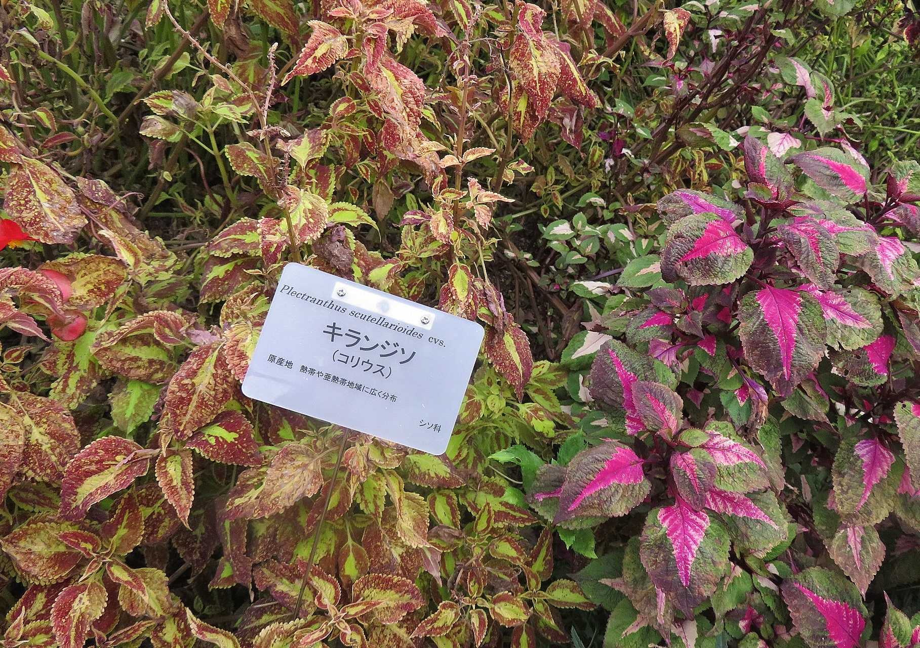 京都府立植物園で見た花 キランジソ コリウス だい のひとりごと 楽天ブログ
