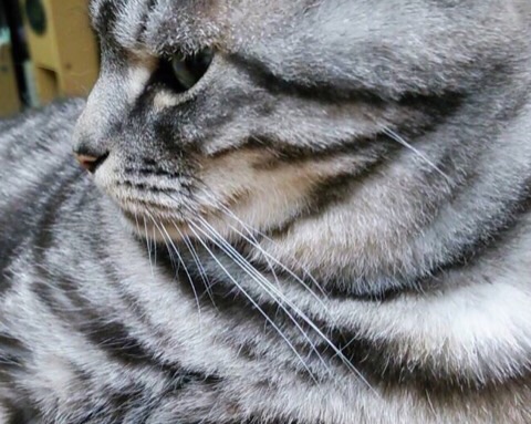 image.jpg
