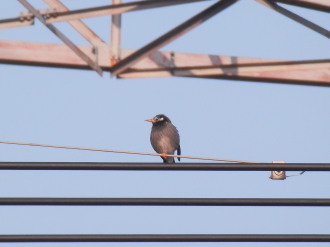 鳥　4.9　2014