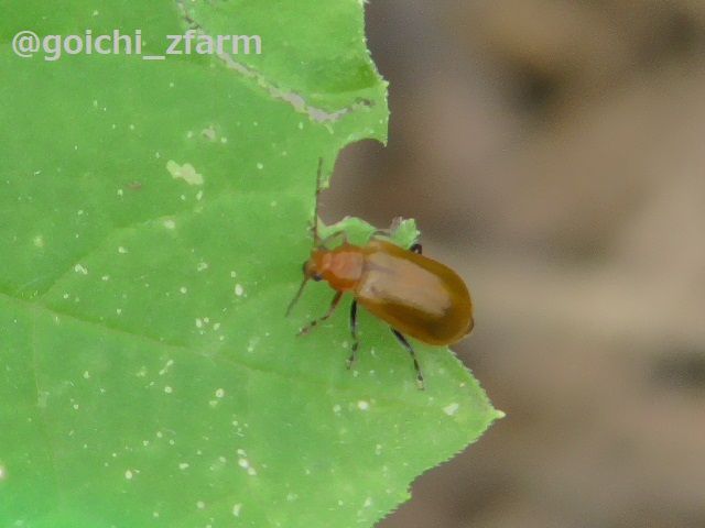 ベジタハック017 家庭菜園の害虫対策 基本編 ごいち Zファームのブログ 楽天ブログ