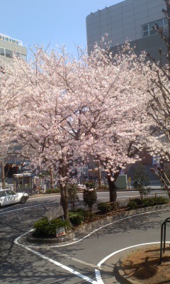 2012桜