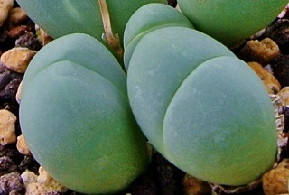 DSC_4771 - コピー.jpg