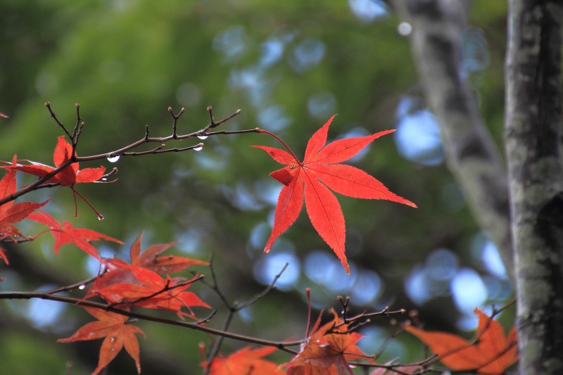 通天橋庭園_010.jpg