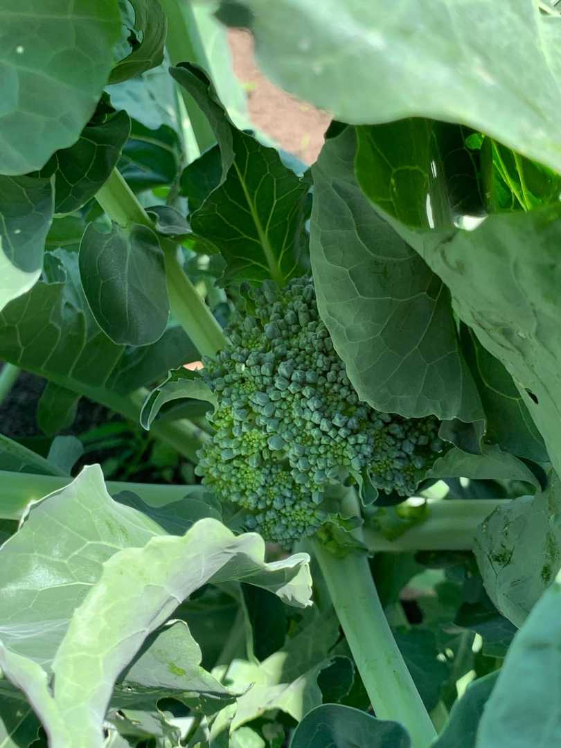 暑いですね 子育て 節約 時々趣味 楽天ブログ