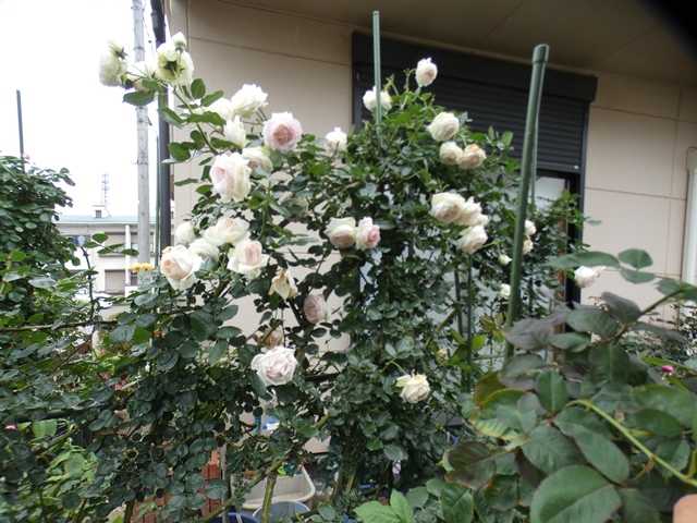 少なくなった開花 アンジェラ エルトゥールル エルモサ ザフェアリーなど 思い切り花後剪定ピエールドゥロンサールほか バラの美と香りを求めて 楽天ブログ