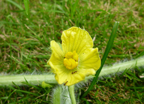 スイカの花.jpg