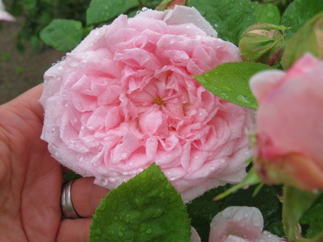 踏んだり蹴ったりの昨日と大忙しの雨上がりの庭とミニバラ ばぁばの薔薇の花園 楽天ブログ