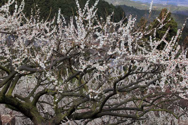 広橋梅林_005.jpg