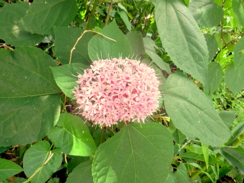 ボタンクサギの株と花