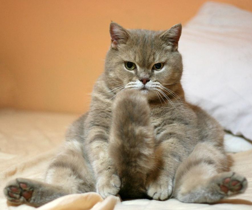 7 13のピックアップにゃんこ Yuaのティールーム 楽天ブログ