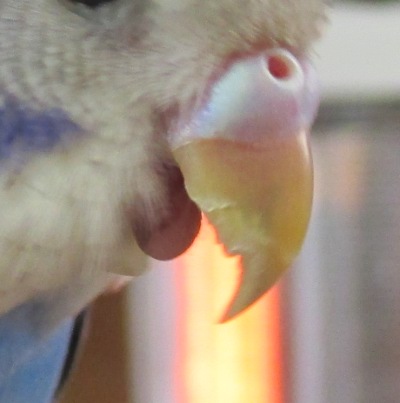 くちばし