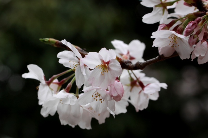 近隣公園の桜_7.jpg