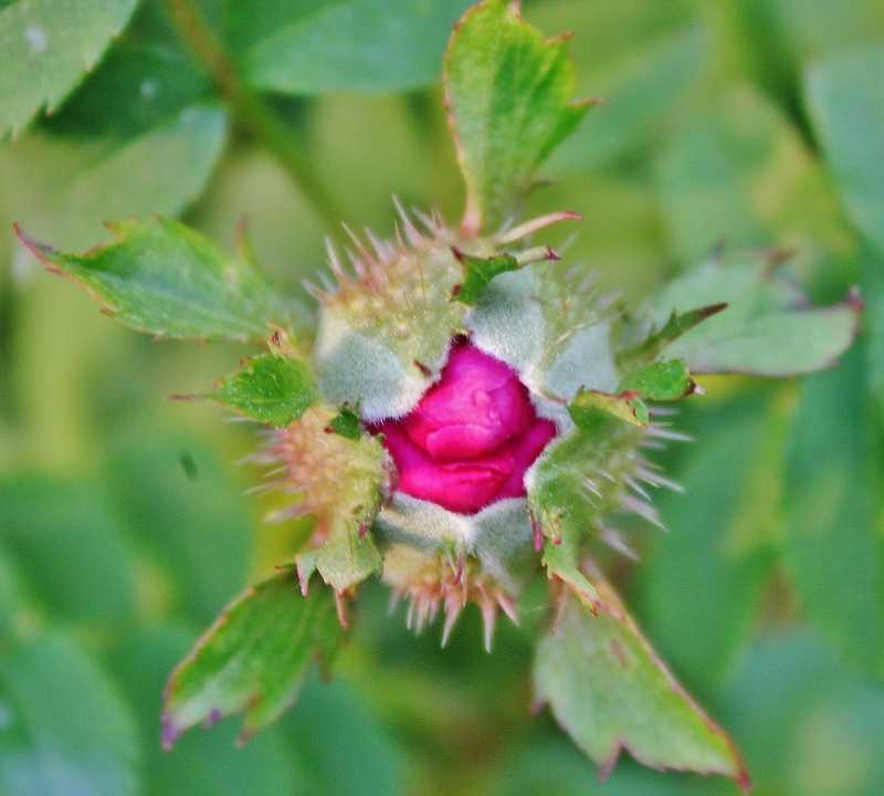 サンショウバラ 片栗の花 楽天ブログ
