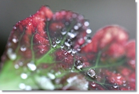 実家の庭で-9 クロハナオダマキ-2 13.11.8