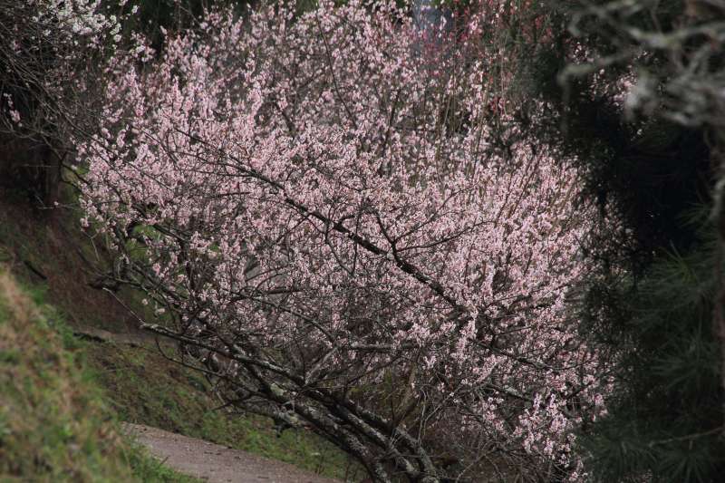 広橋梅林_004.jpg