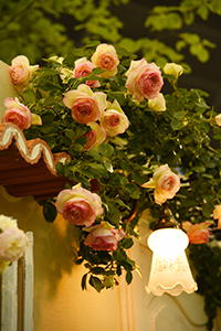 ガーデニングショウ