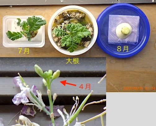 水道水栽培 ８月モノの 辛味大根 がスタート 藻緯羅 S Worlds 食と健康 富士山 楽天ブログ