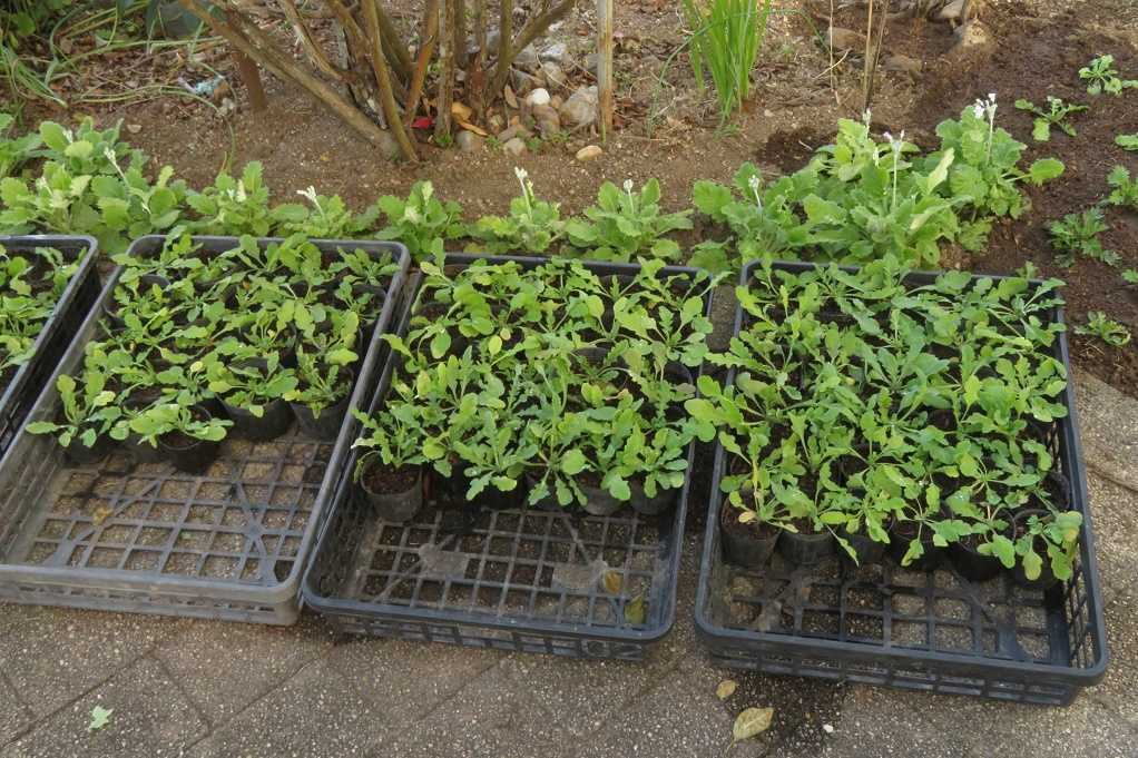 庭の花 ヒナゲシ定植 野菜 白菜漬け 鳥 蜜柑メジロ 蜘蛛 まだ生きているジョロウグモ 大分金太郎の花鳥蝶月 楽天ブログ