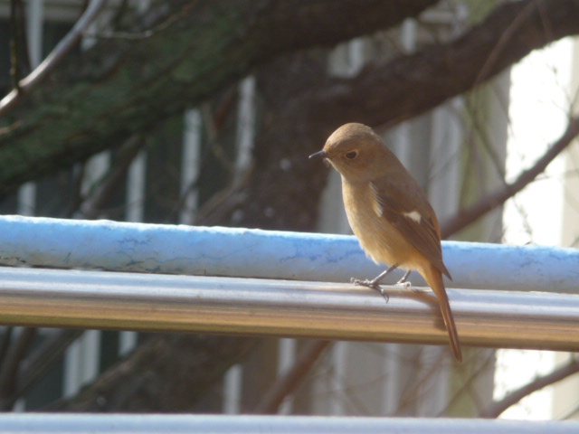 801 ジョウビタキ