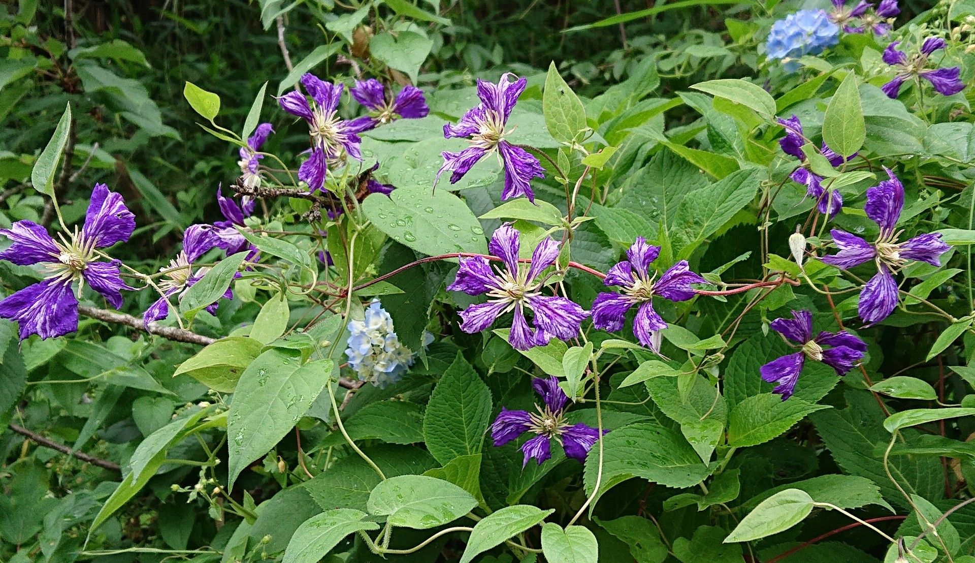 クレマチス タイダイ 咲いてきました 趣味は園芸だけれども 楽天ブログ