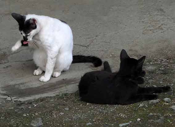 我が家のニャンコ♪2015/8/19-2