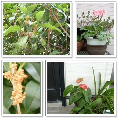 退院お出迎え（花たち）.jpg